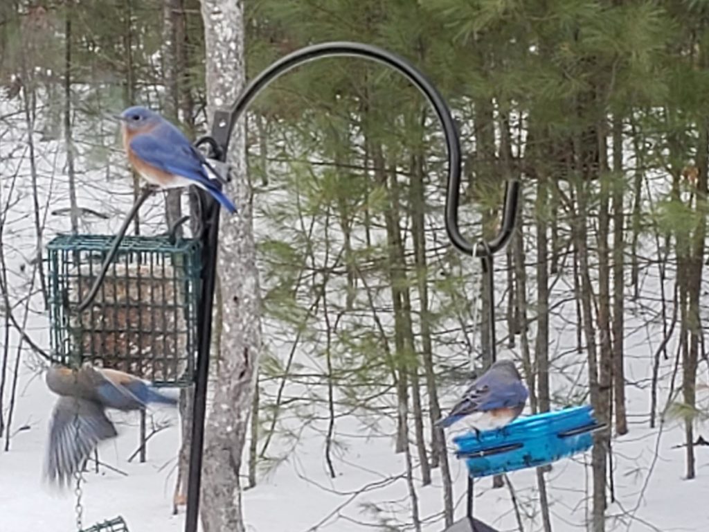 Bluebirds in Winter